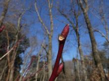 ネジキの冬芽の写真