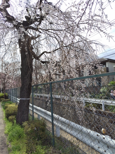 砂川掘（小手指町二丁目交差点付近）の桜