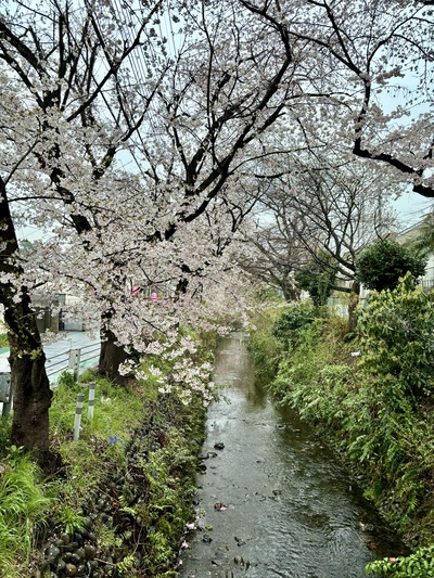 東川（熊野神社付近）の桜