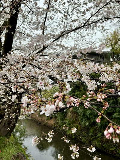 東川（熊野神社付近）の桜