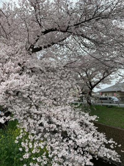 東川の桜