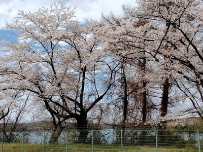 狭山湖の桜