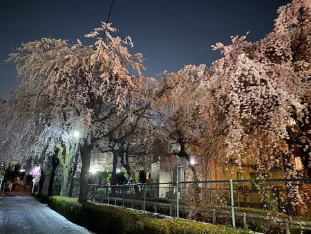 砂川堀の桜