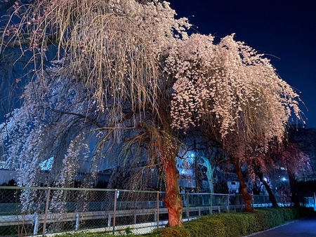 砂川堀の桜