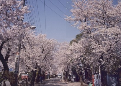 さくら通り