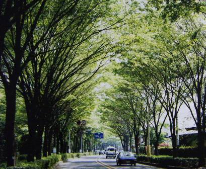 日本一長いけやき並木
