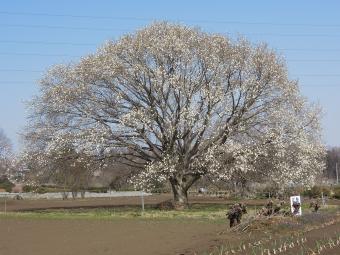 畑の中に立つ花の咲いたコブシの大木