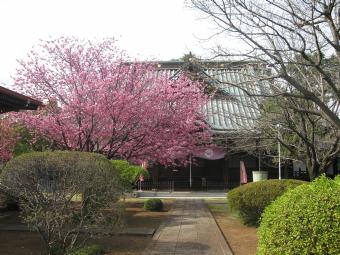 満開の横浜緋桜と本堂の写真