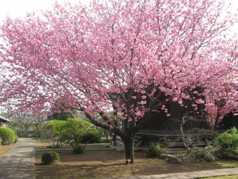 満開の横浜緋桜の写真