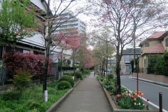 所沢ニュータウンの緑道の写真1