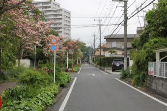 所沢ニュータウンの緑道の写真2