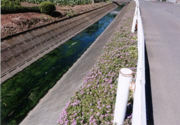三ヶ島13区自治会　花と緑を守る会の写真