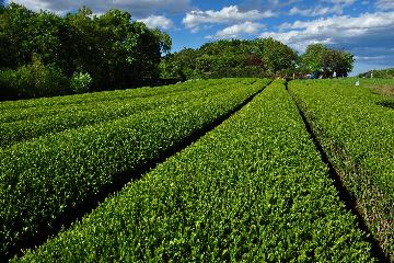 比良の丘の茶畑の写真1