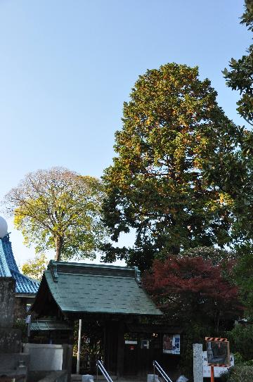 普門院のヒバの木写真