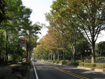 国道463の欅の木道の写真