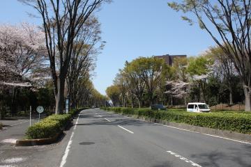 航空公園駅前のケヤキ並木の写真