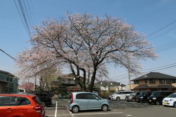 駐車場整備後の桜の大木