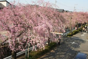 砂川堀のしだれ桜の写真