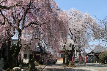 新光寺のしだれ桜の写真1