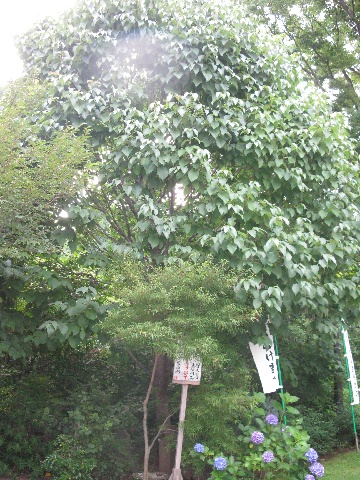 多聞院のハンカチの木