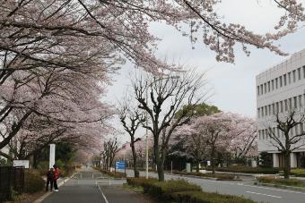桜木神社沿いの雑木林