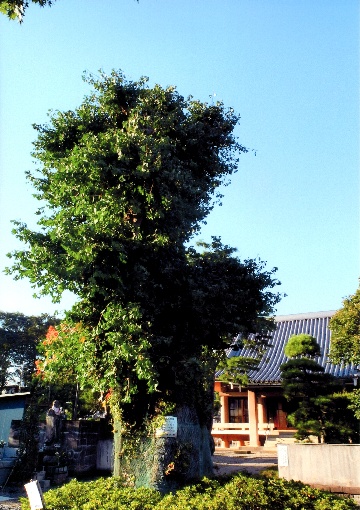 薬王寺の銀杏の写真
