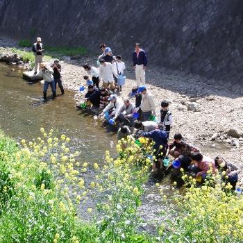 柳瀬川をきれいにする会の写真1
