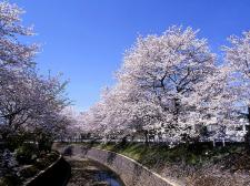 東川の桜並木2