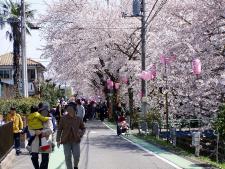 東川の桜並木で花見を楽しむ人々