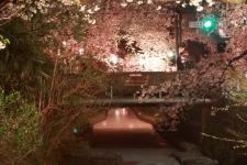 東川の桜並木のライトアップ