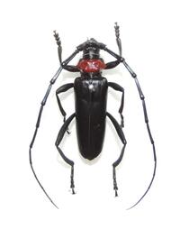 クビアカツヤカミキリ