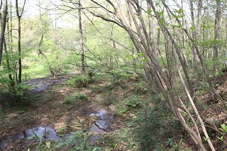 菩提樹池西側の湿地です