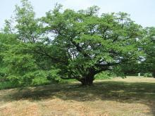 菩提樹のヤマザクラの写真