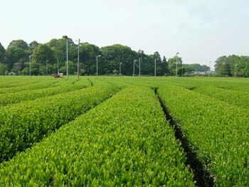 市内の茶畑の風景の写真
