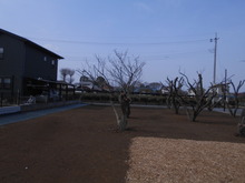 umenoki
