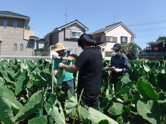 里芋畑でプロジェクト活動中の3人