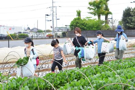 たくさんのホウレンソウが詰め込まれた袋を両手にもってホウレンソウ畑を歩く参加者たち