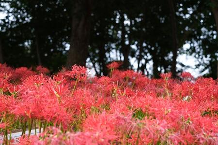 赤い彼岸花