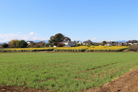 遠くに見えるひまわり畑の画像