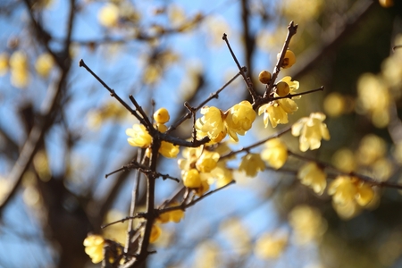 小さな花が開き始めました