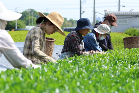 天気がいい中、みんなで茶摘みをしている