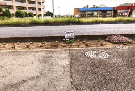 道路の一部にベゴニアが咲いている