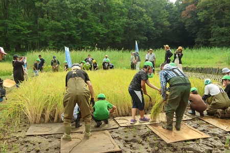 大人も子どもも一緒に稲刈りをしている