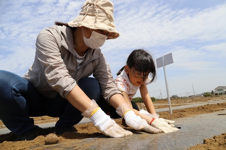 12月の収穫に向けて種芋を植え付けました