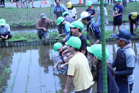 三ケ島小学校田植え体験
