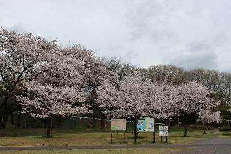 狭山湖の桜