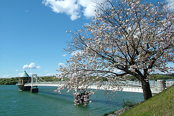 狭山湖の桜