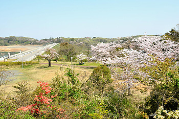 狭山湖畔の桜