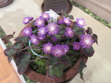 雪割草の花の写真