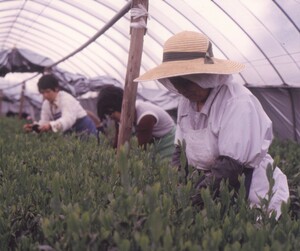 旧田中家穀倉